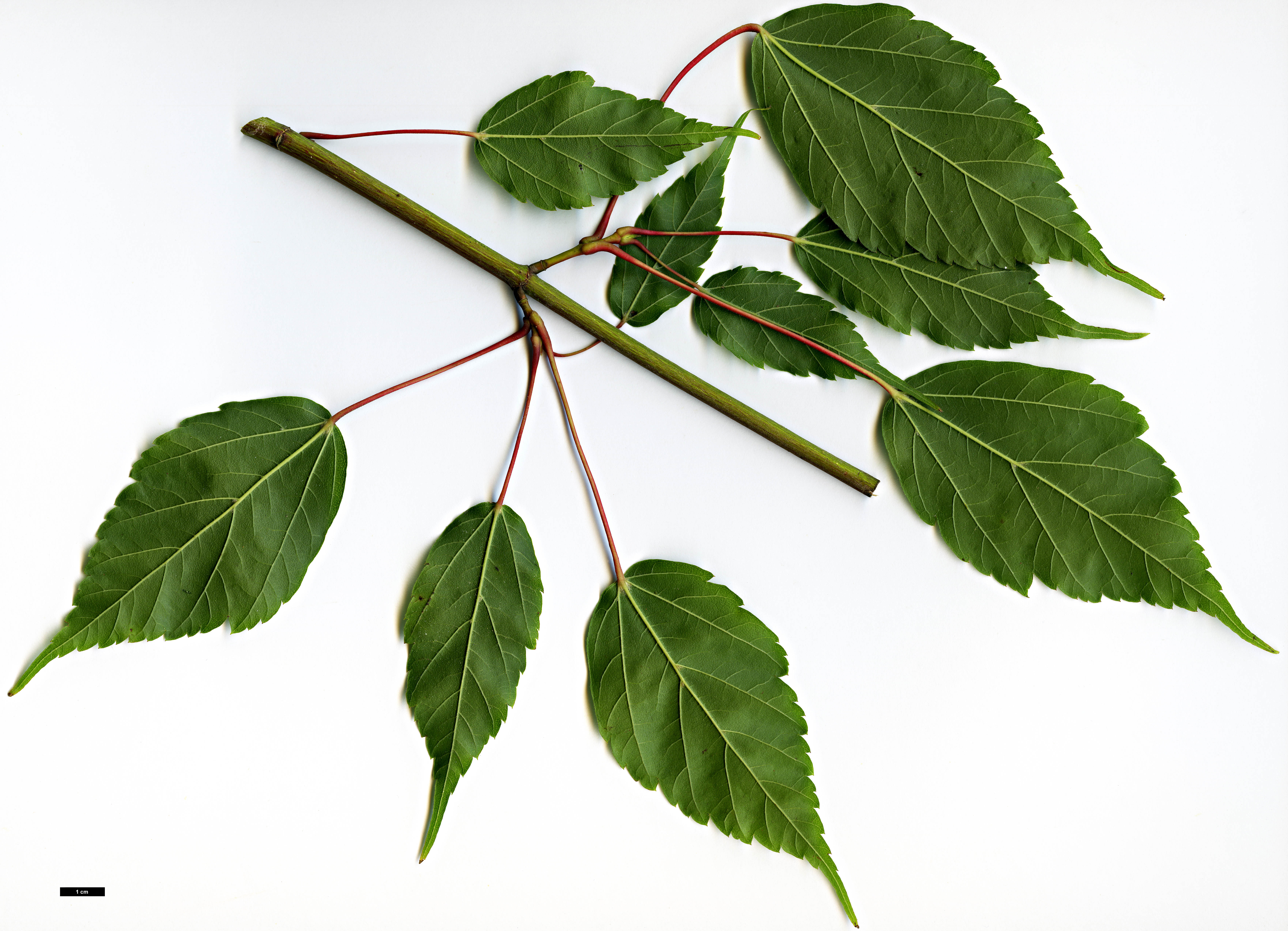 High resolution image: Family: Sapindaceae - Genus: Acer - Taxon: stachyophyllum